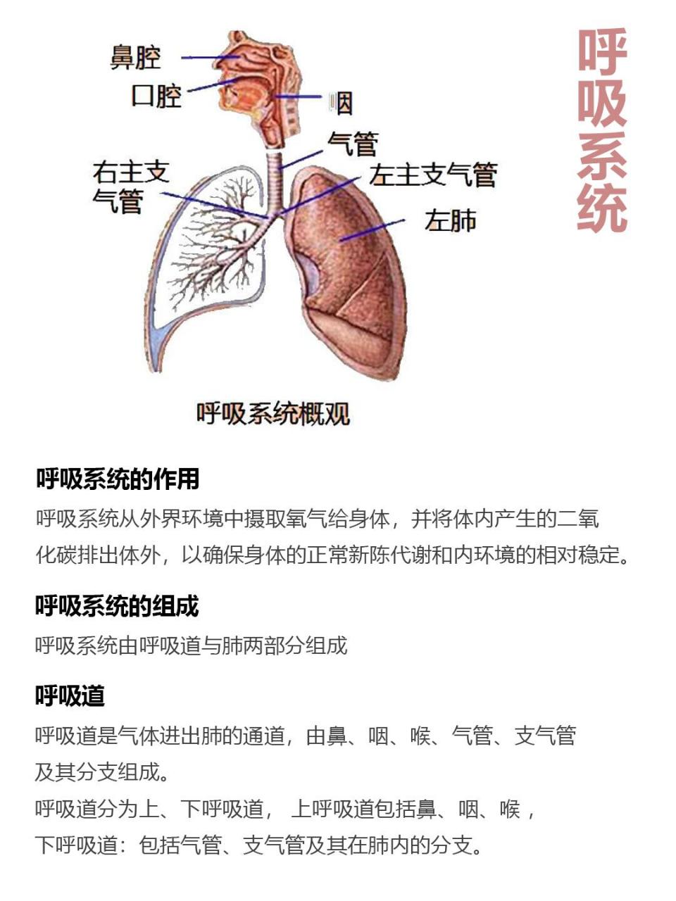 人体九大系统之循环系统 呼吸系统的作用 呼吸系统从外界环境中摄取