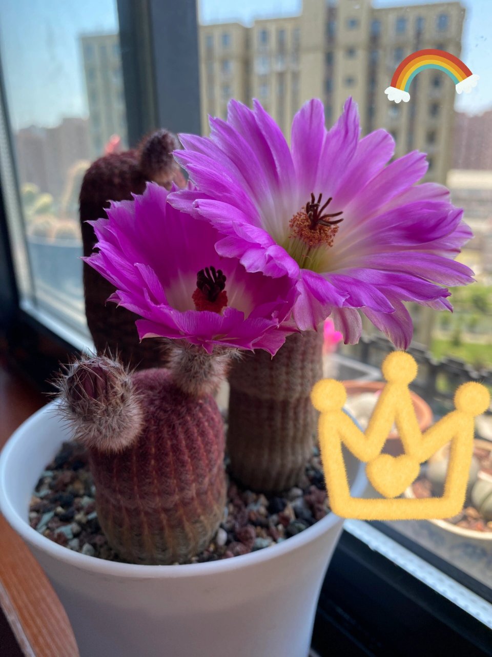 仙人球"红太阳",可观球,观刺和观花,颜值超