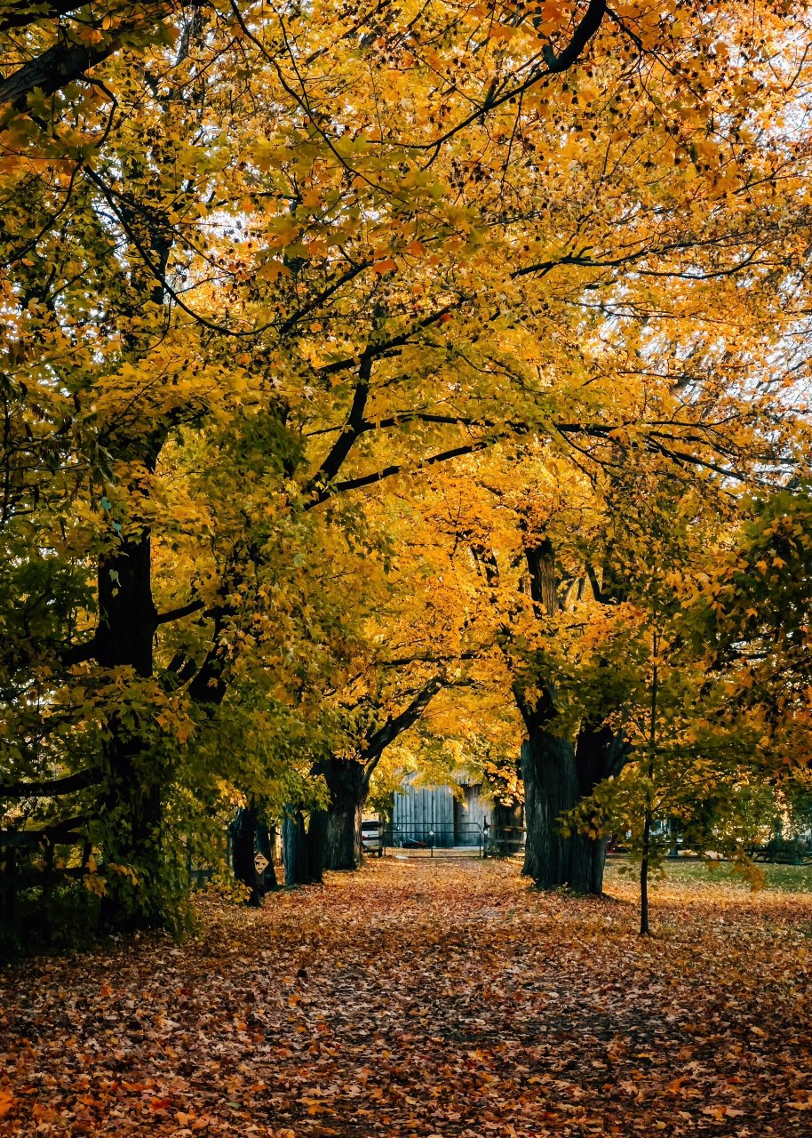 xp秋天壁纸 今天和圆圆去了windows xp的壁纸 的拍摄地 真的太美了