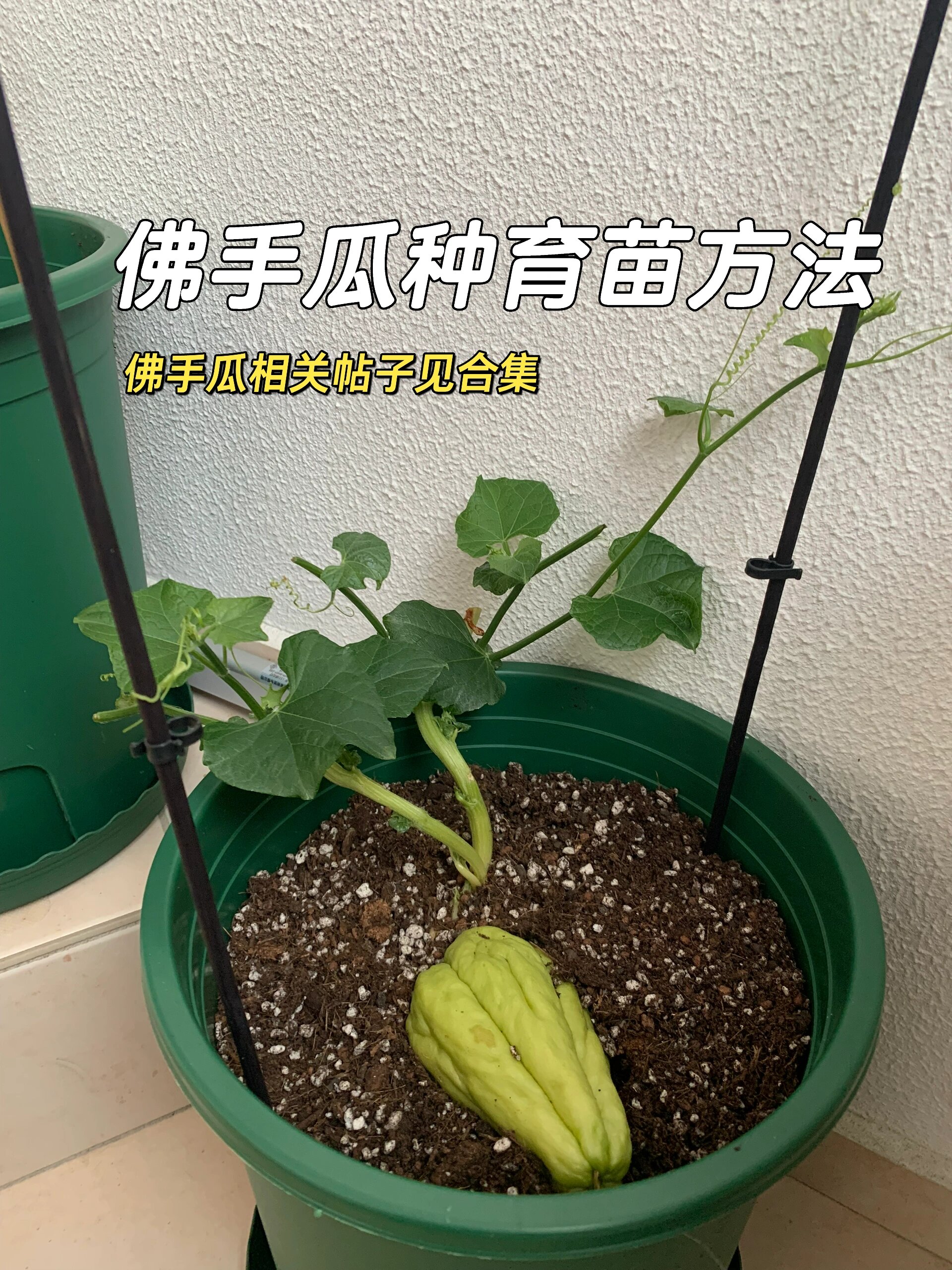 更新图3456 图解育苗方法 佛手瓜喜温,我坐标北德,全年适合佛手生长的