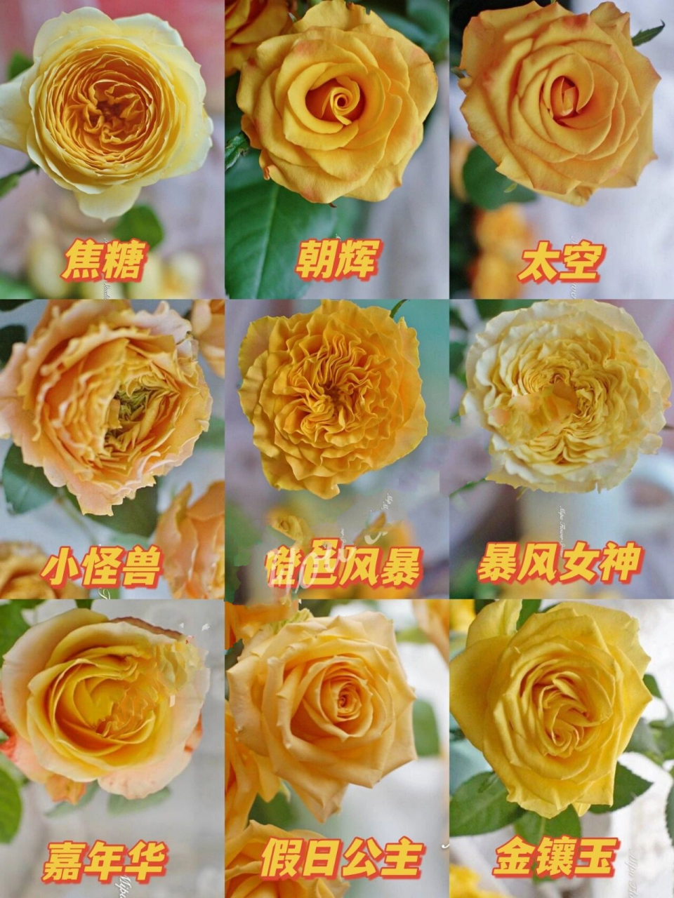 花材合集|最全橙黄色玫瑰系列 橙黄系列来啦~ 最代表着阳光快乐的色系