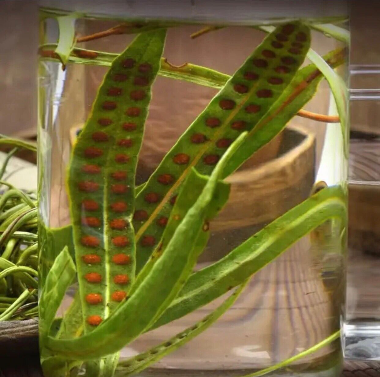 肾精茶(又名化石草) 肾精茶据《本草纲目》记载,关东有茶名曰肾精