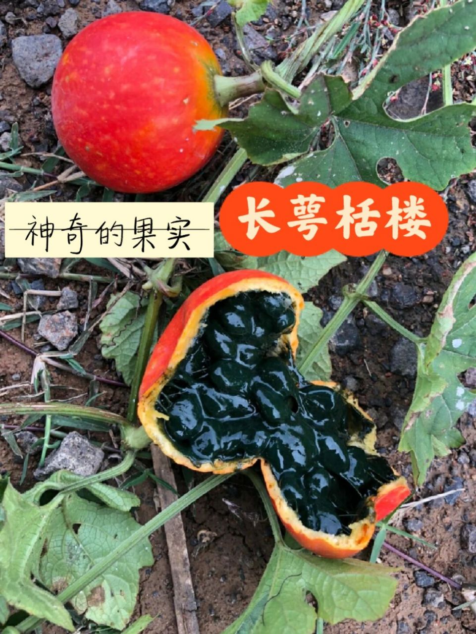 神奇的果实~长萼栝楼 #我收集到的果实种子# 神奇的果实~长萼栝楼,这