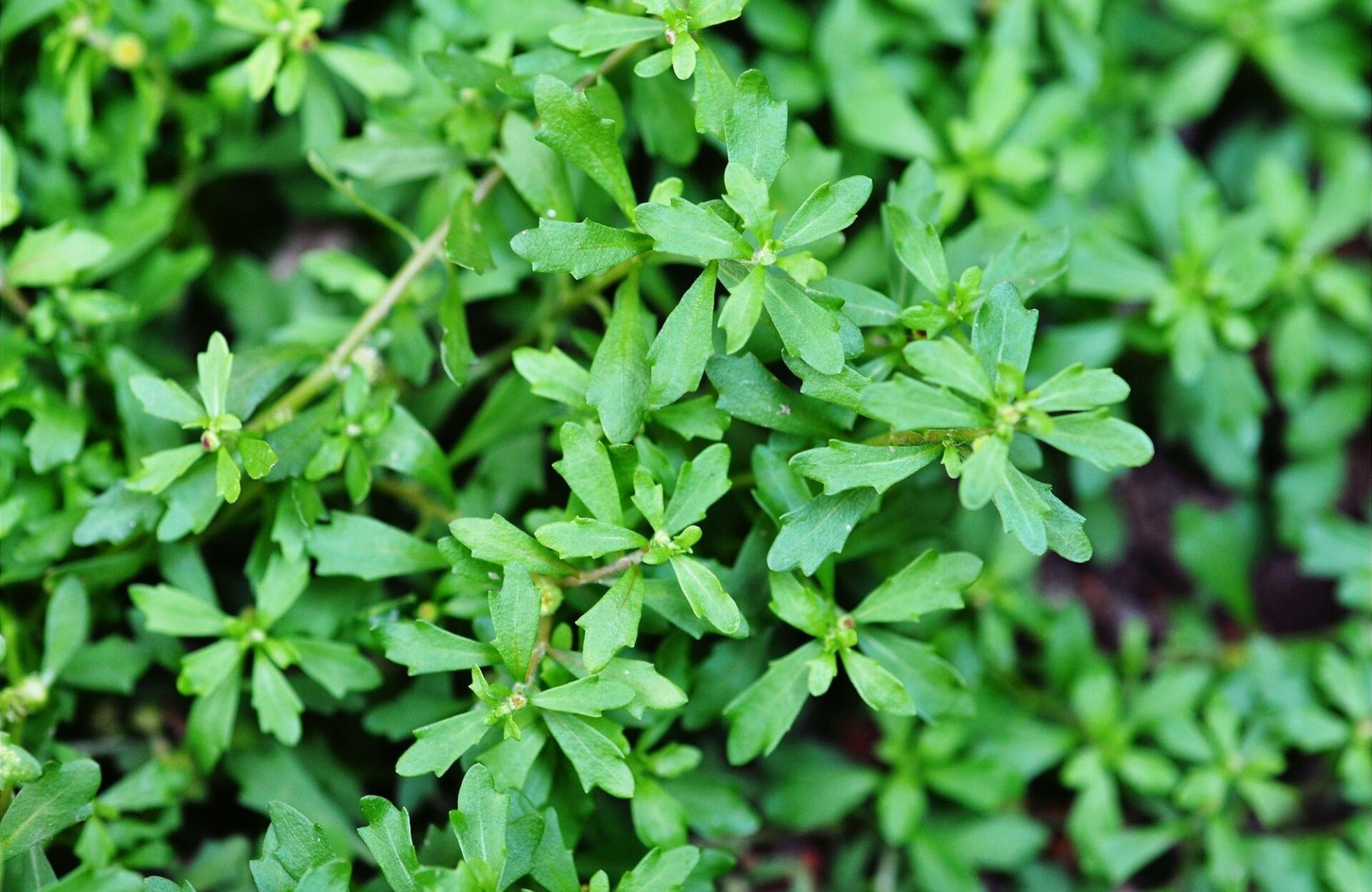 每天学习一味中草药| 鹅不食草 鼻炎克星 92鹅不食草 : 功效分类 辛