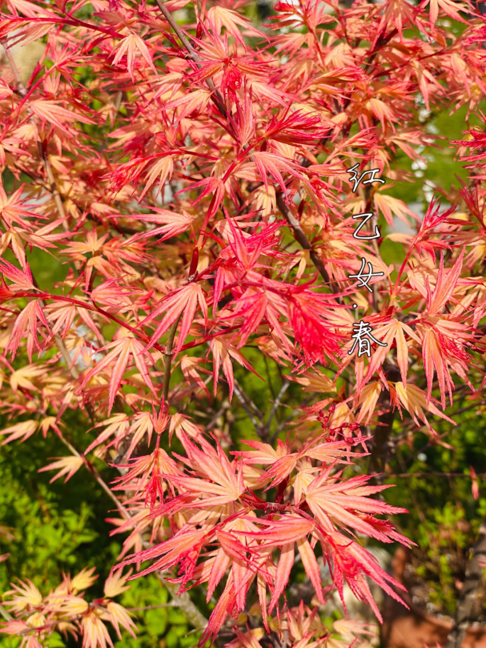 不渝园枫树# 是时候让你们看看枫树的魅力了,绿化带的品种?