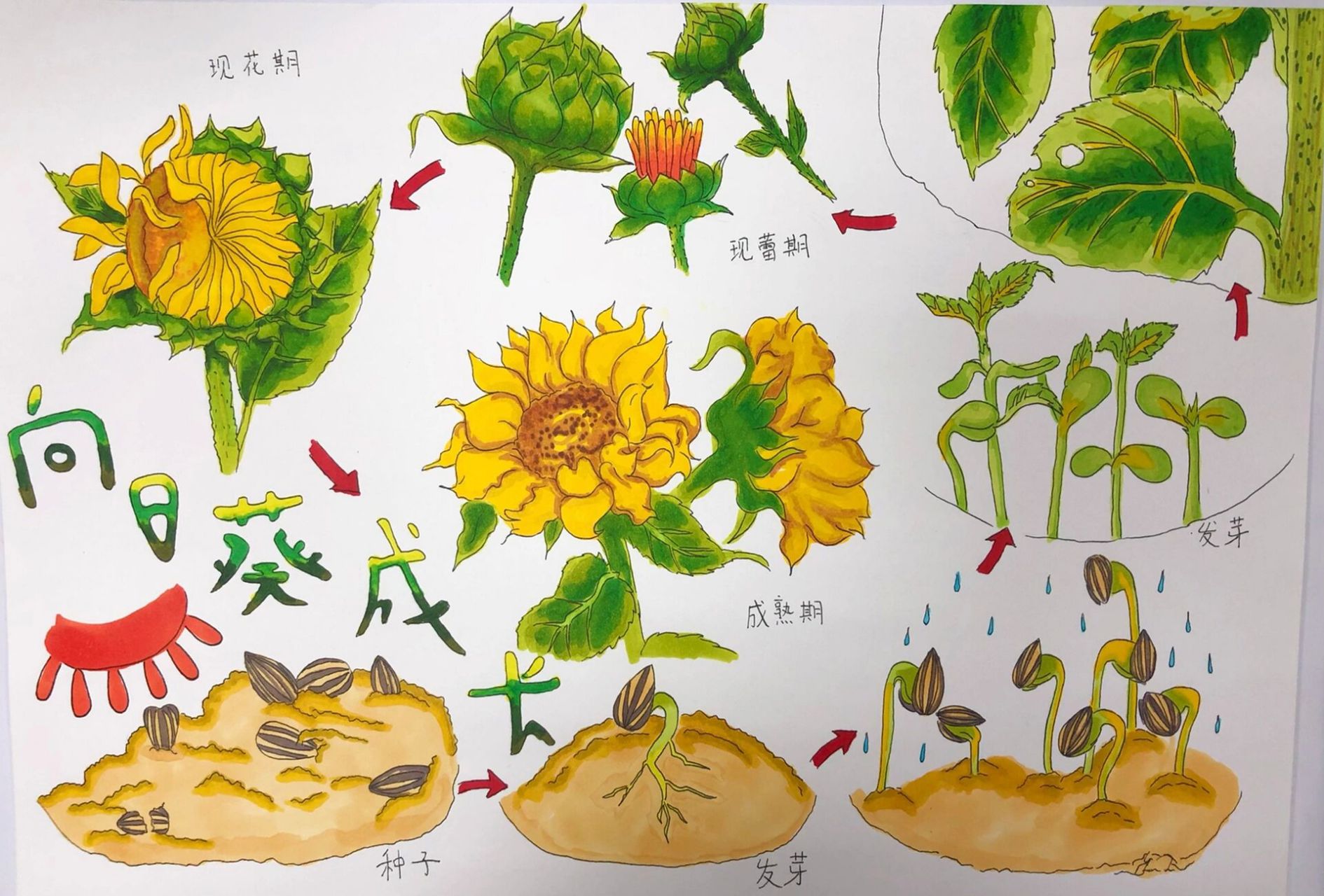 向日葵生长过程图 8k尺寸, 马克笔上色