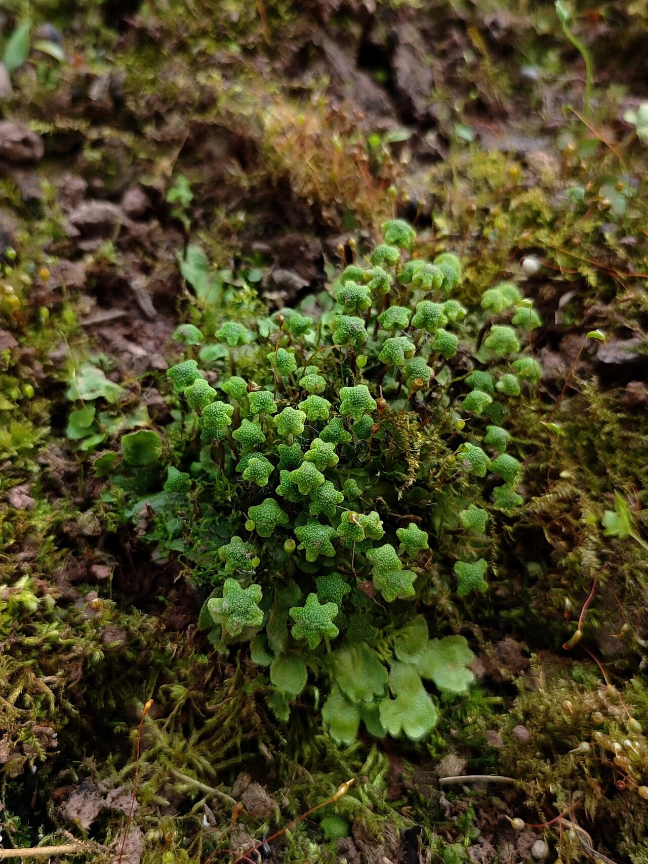 举着小星星的地钱 大家有注意过在潮湿的墙角或者你的花盆里长出来的