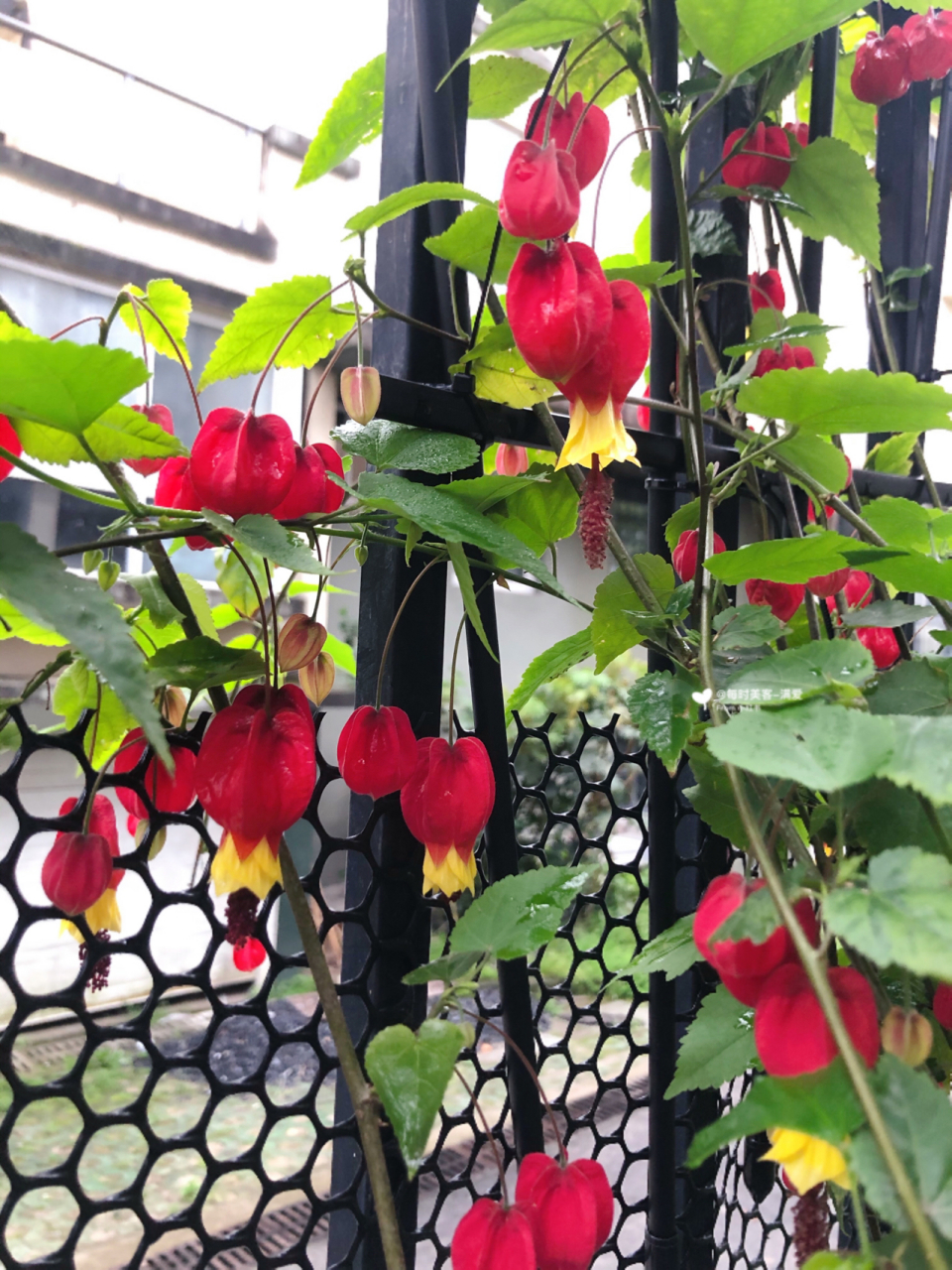 一定要养颗灯笼花 灯笼花学名蔓性风铃花,好养,随意剪根枝条插插都活