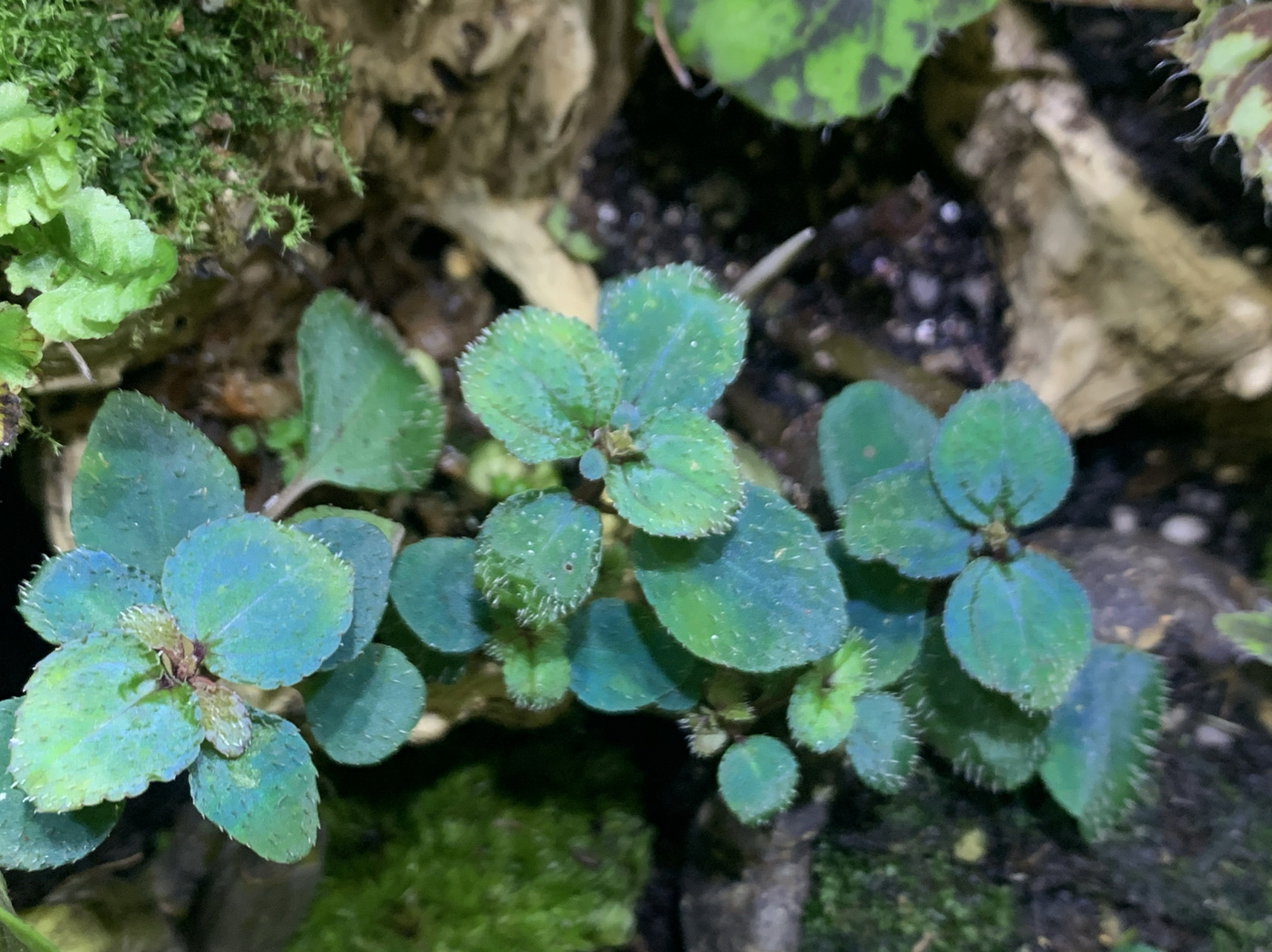 购物闲95一个卖苔藓的小姐姐 当时她写的是"蓝色反光蜂斗草",挺便宜