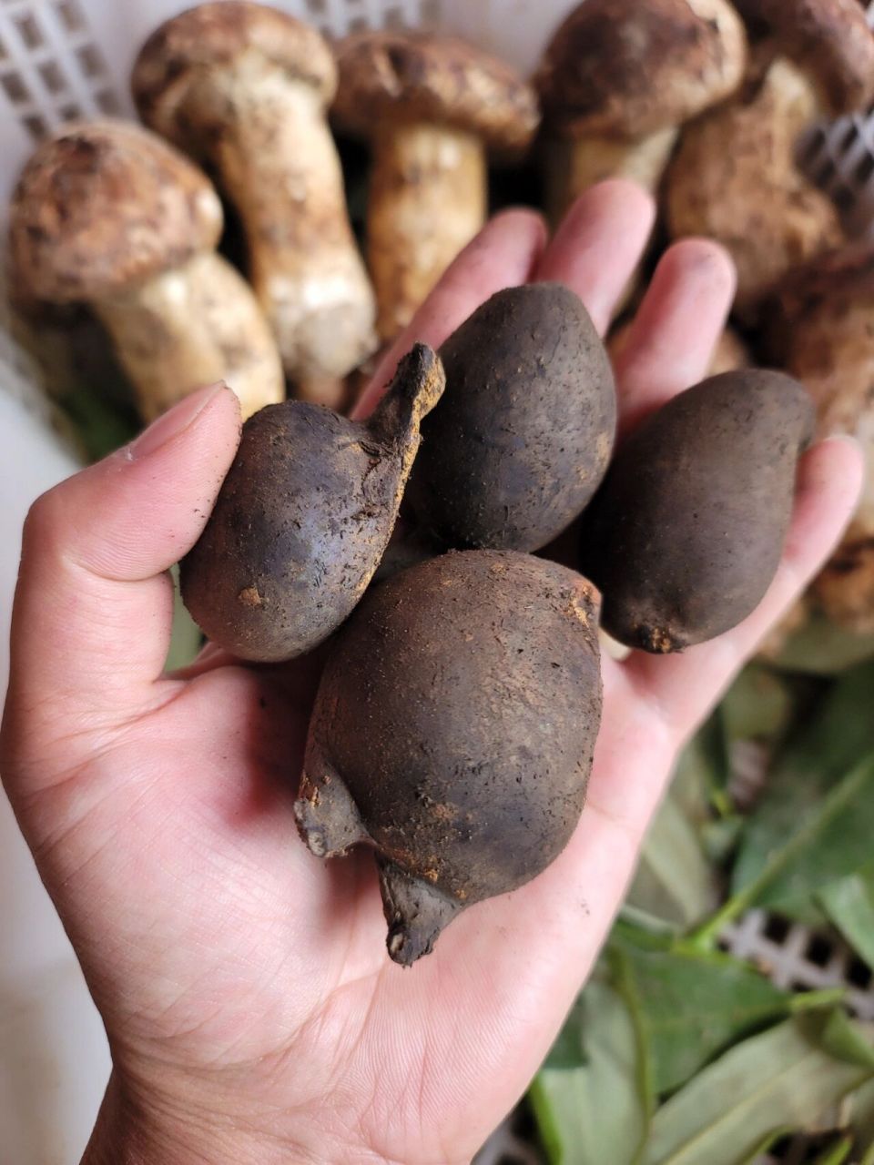 乌灵参,俗称鸡枞胆