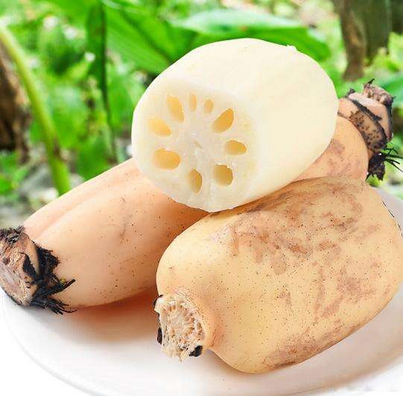 虎年春节一起过年# 磁州白莲藕,河北省邯郸市磁县特产,全国农产品