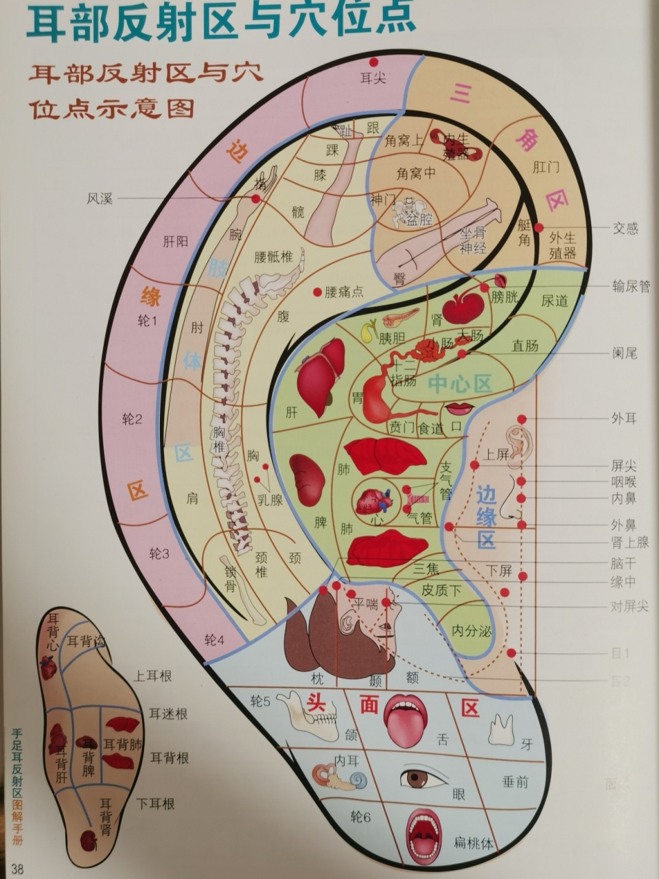 耳朵甲状腺反射区图片