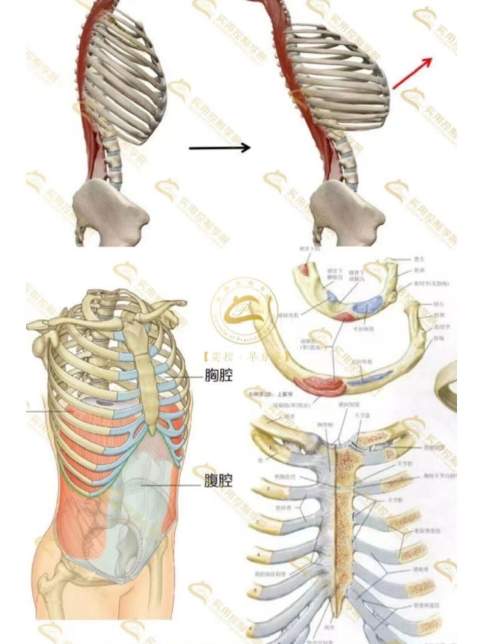 肋骨解剖图及名称图片