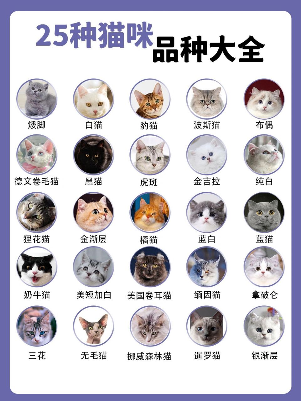 25种猫咪品种大全 快来看看有没有你喜欢的小猫咪!