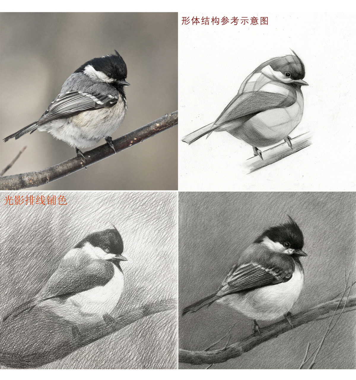 可爱的素描小鸟步骤教程(左滑更细致的图文)   16615先画个九宫格