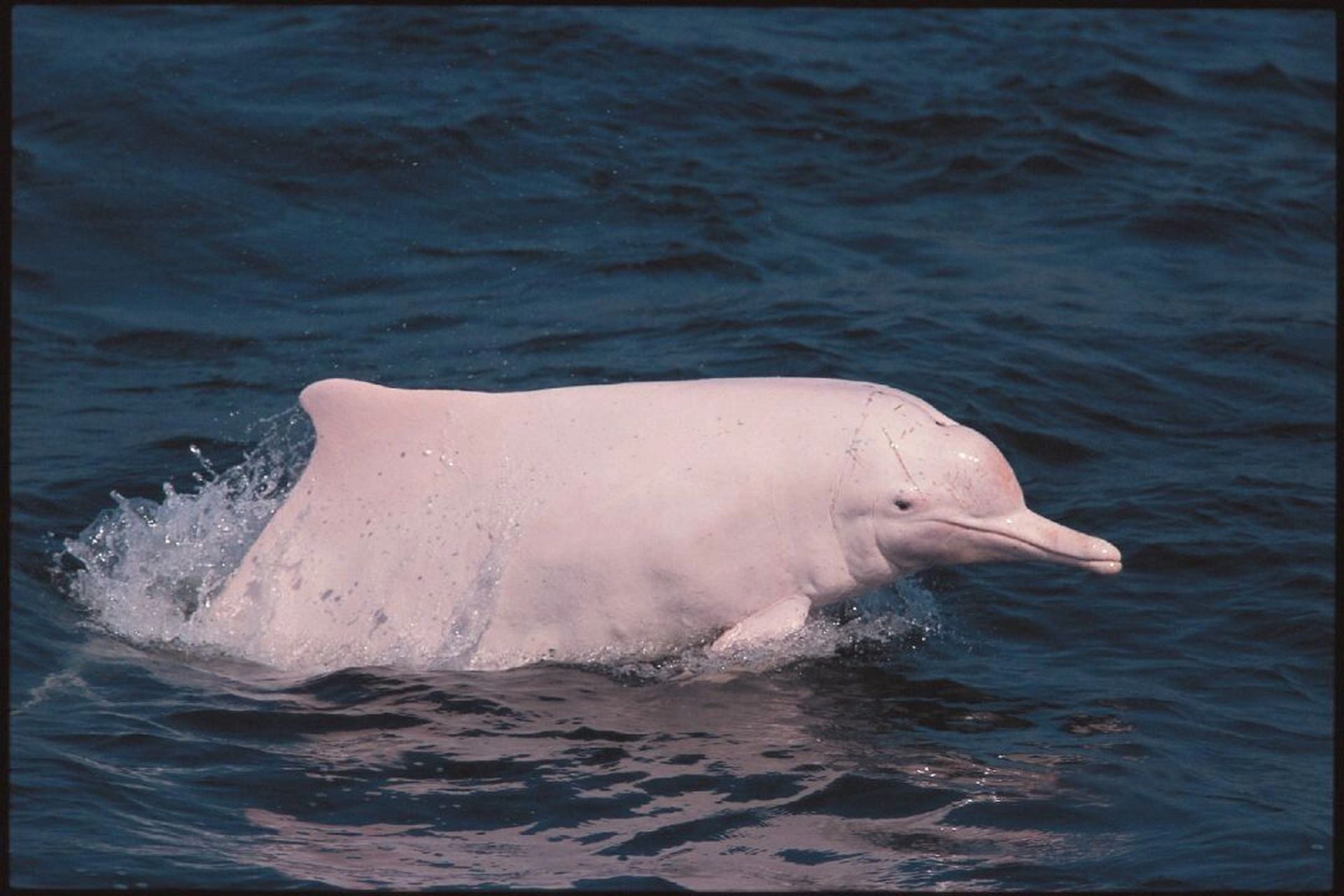 国家级一级重点保护野生动物——中华白海豚 中华白