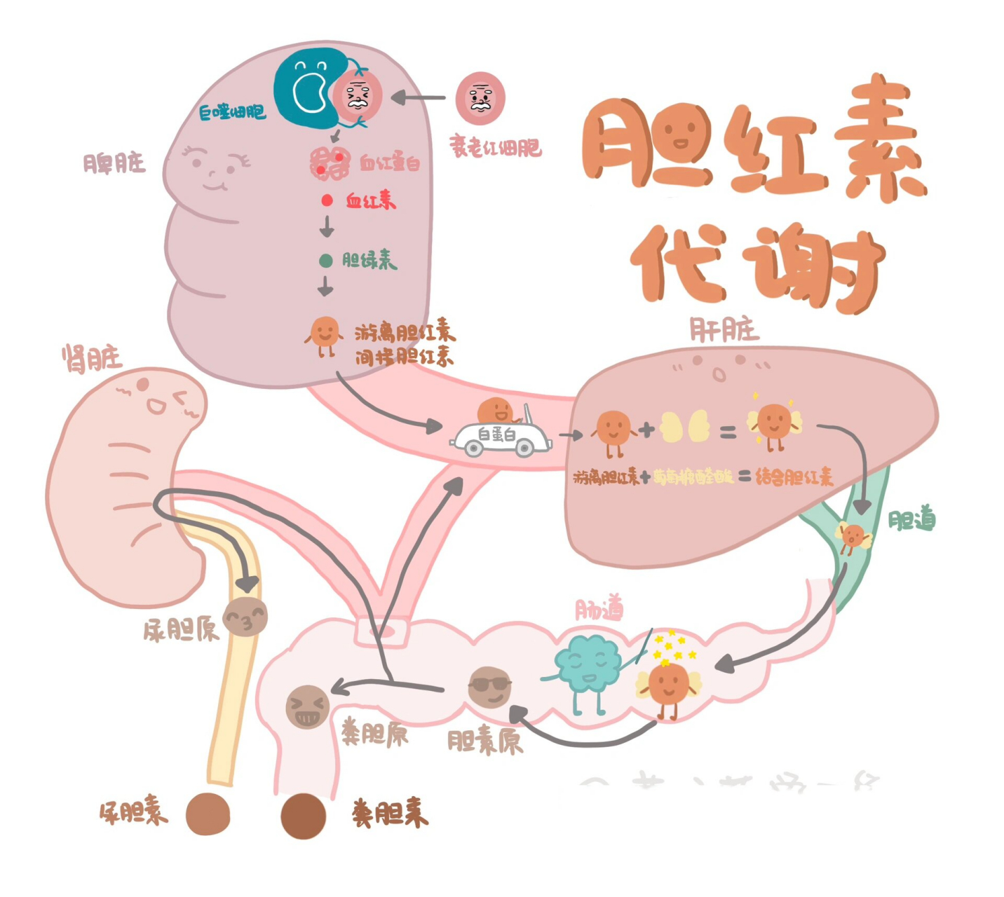 胆红素代谢途径图ppt图片