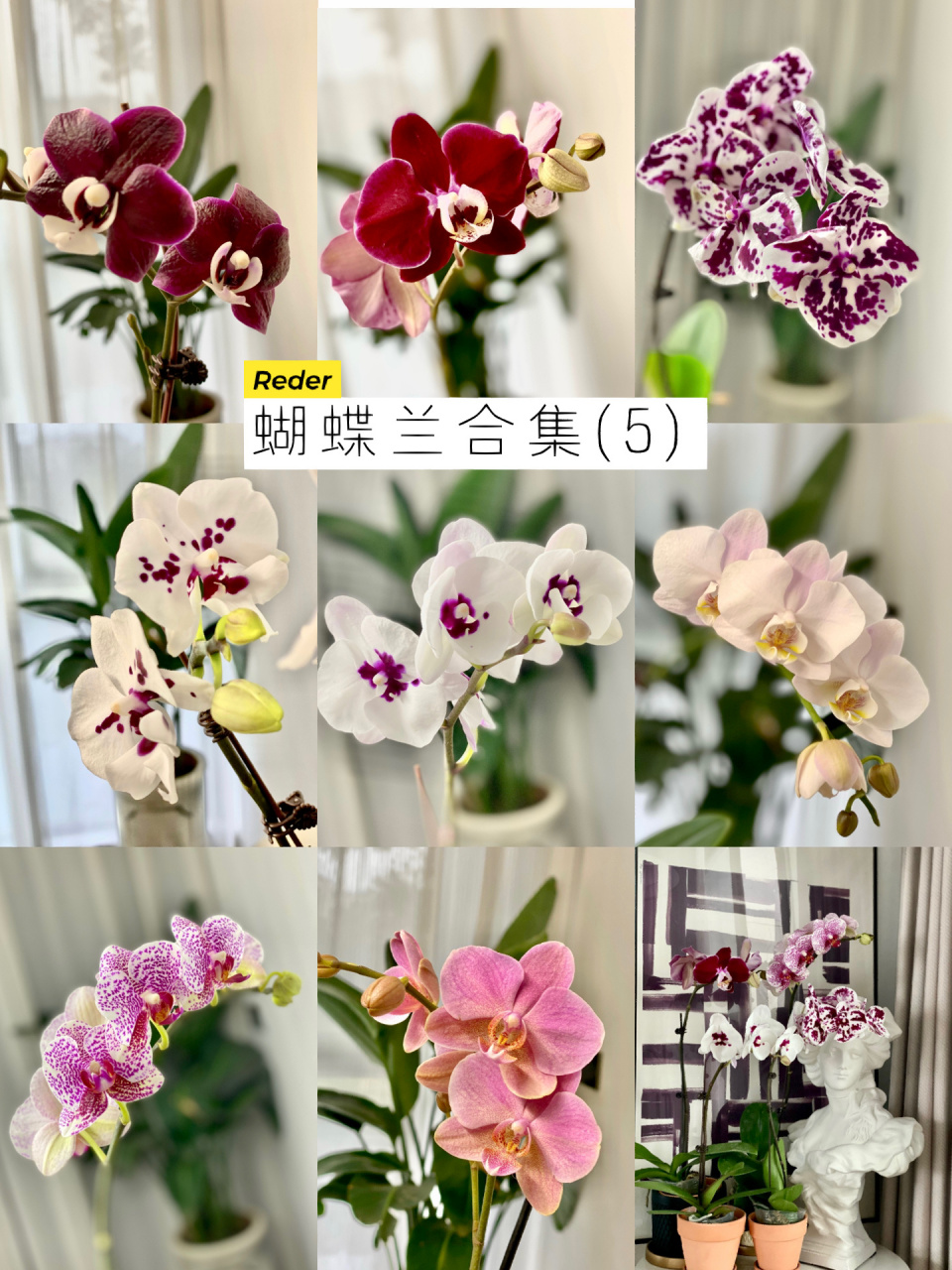 蝴蝶兰合集5 图1:黑美人(原生) 图2:幻影 图3:独角兽 图4:星辰 图5