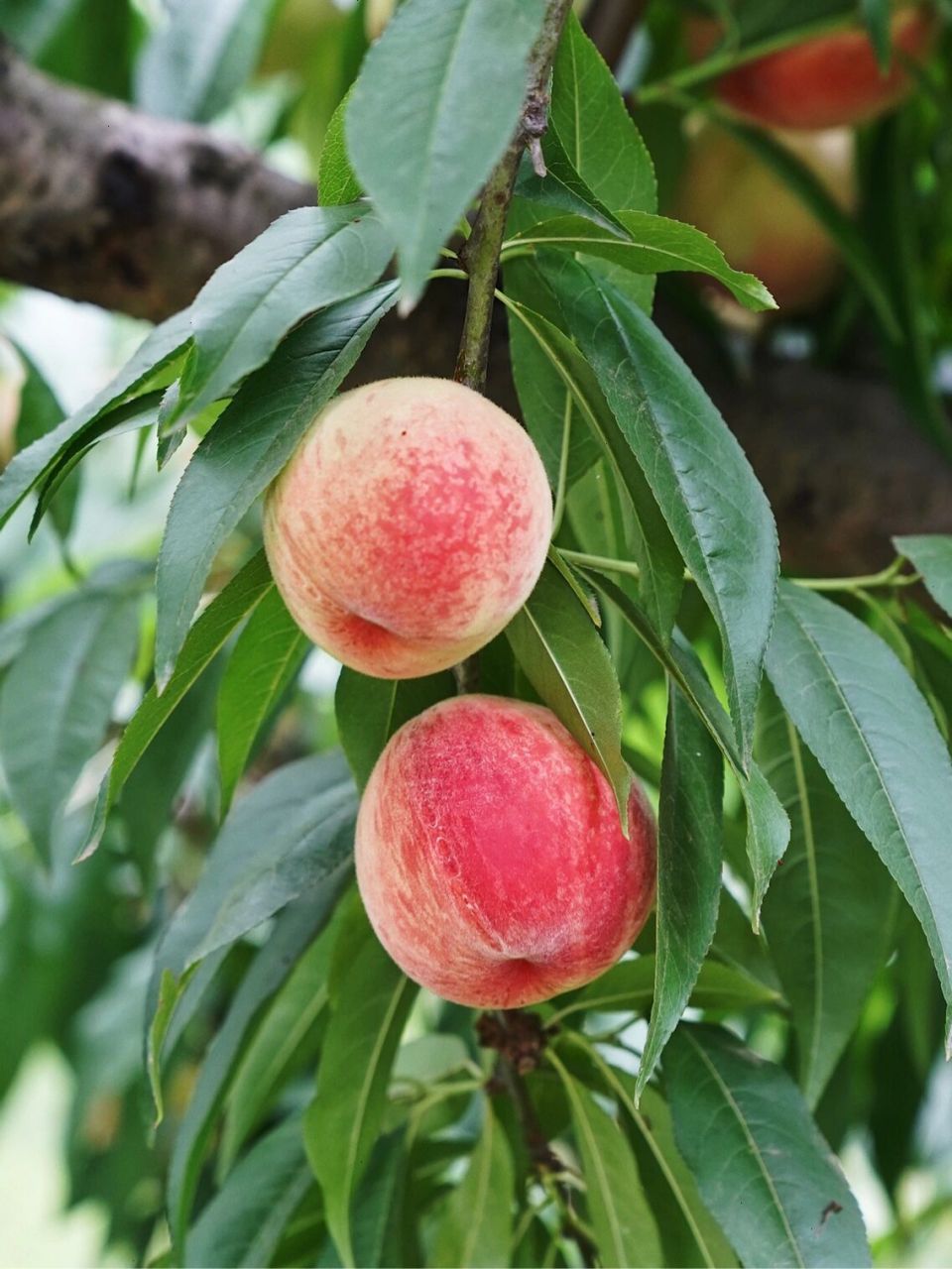 去成都人民的世外桃源龙泉摘水蜜桃呀99 99 每年的夏天 龙泉山