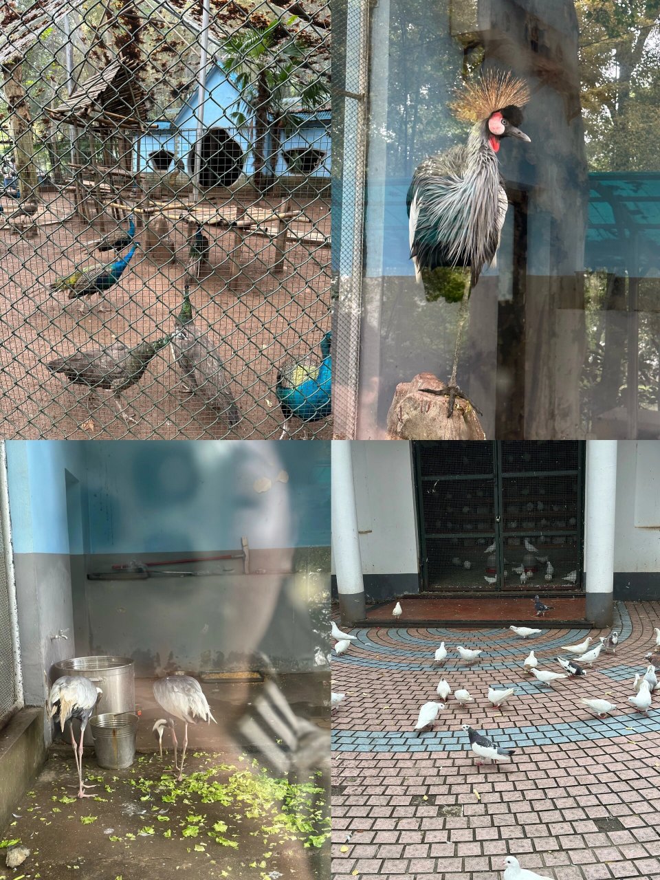 带娃出行|芜湖赭山公园动物园|附详细攻略 上周末带瓜瓜去芜湖赭山