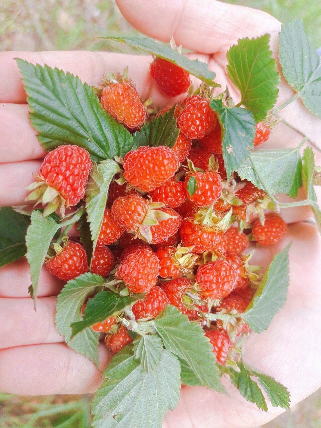 我们叫四季泡,学名叫覆盆子还是野山莓呢?