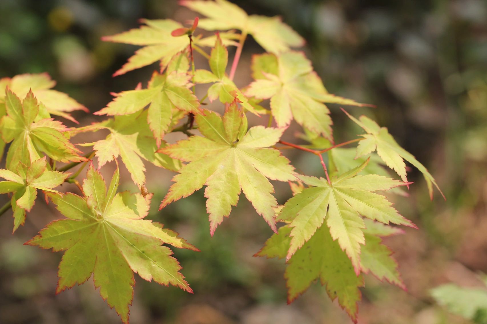 夏金-皮实不娇气的金叶枫树 鳗园的枫树夏金 acer palmatum summer