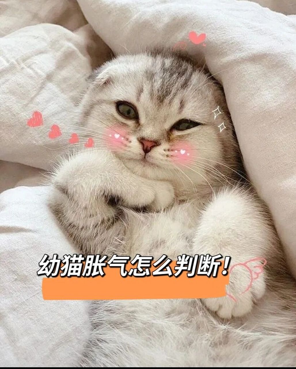 2个月以下幼猫胀气怎么判断!