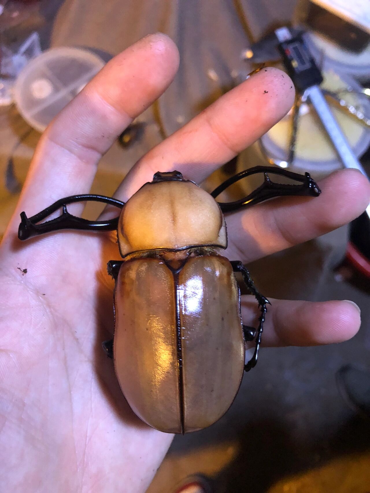 茶色长臂金龟 炫酷长臂! 蜜蜡配色!