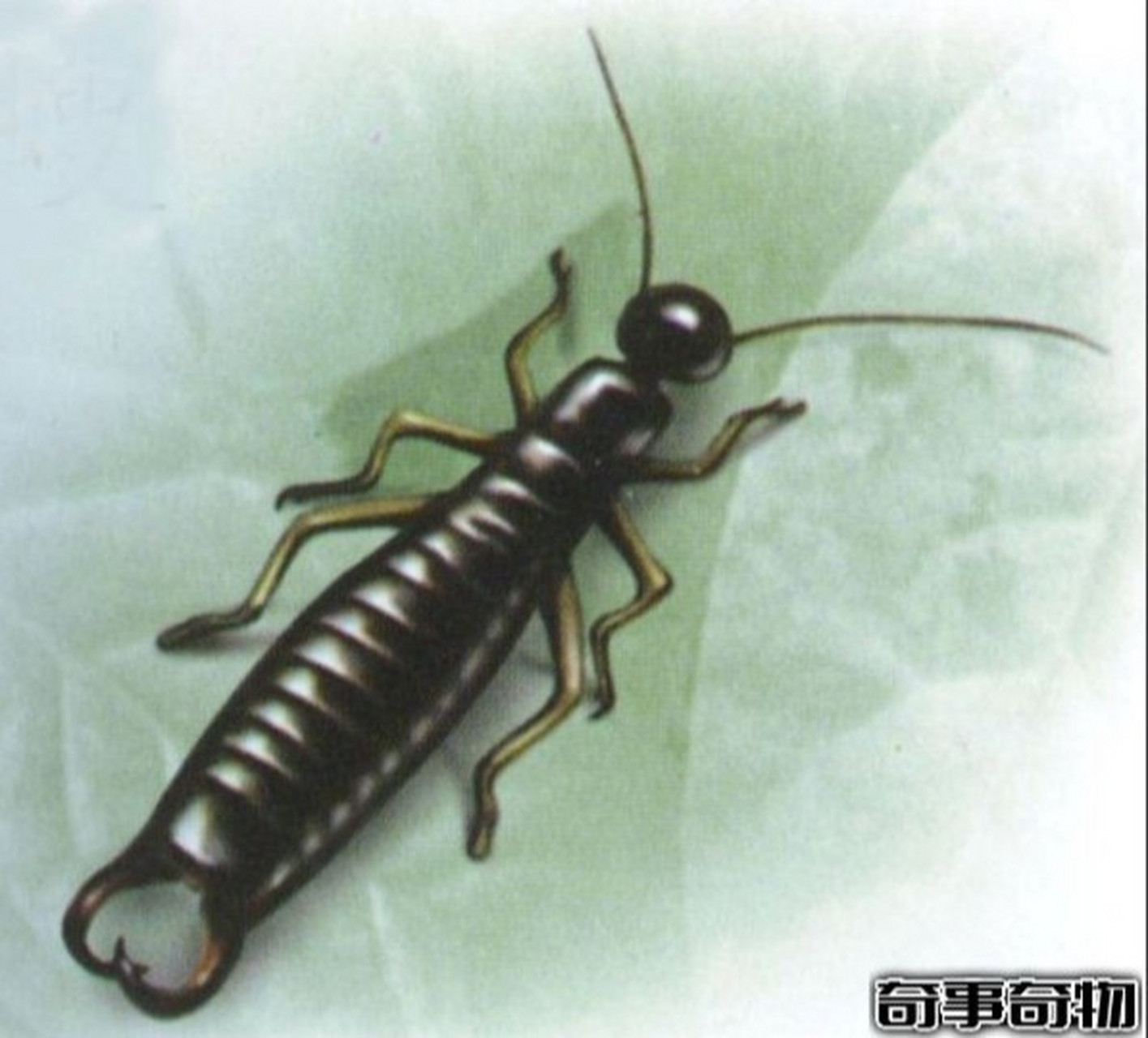 厕所夹板虫如何消灭 夹板虫这种虫子喜欢在潮湿地方活动,所以它们也会