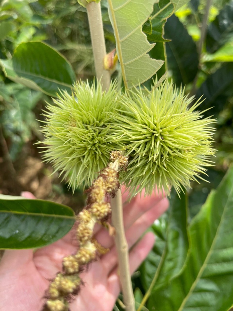 大红袍板栗品种介绍图片