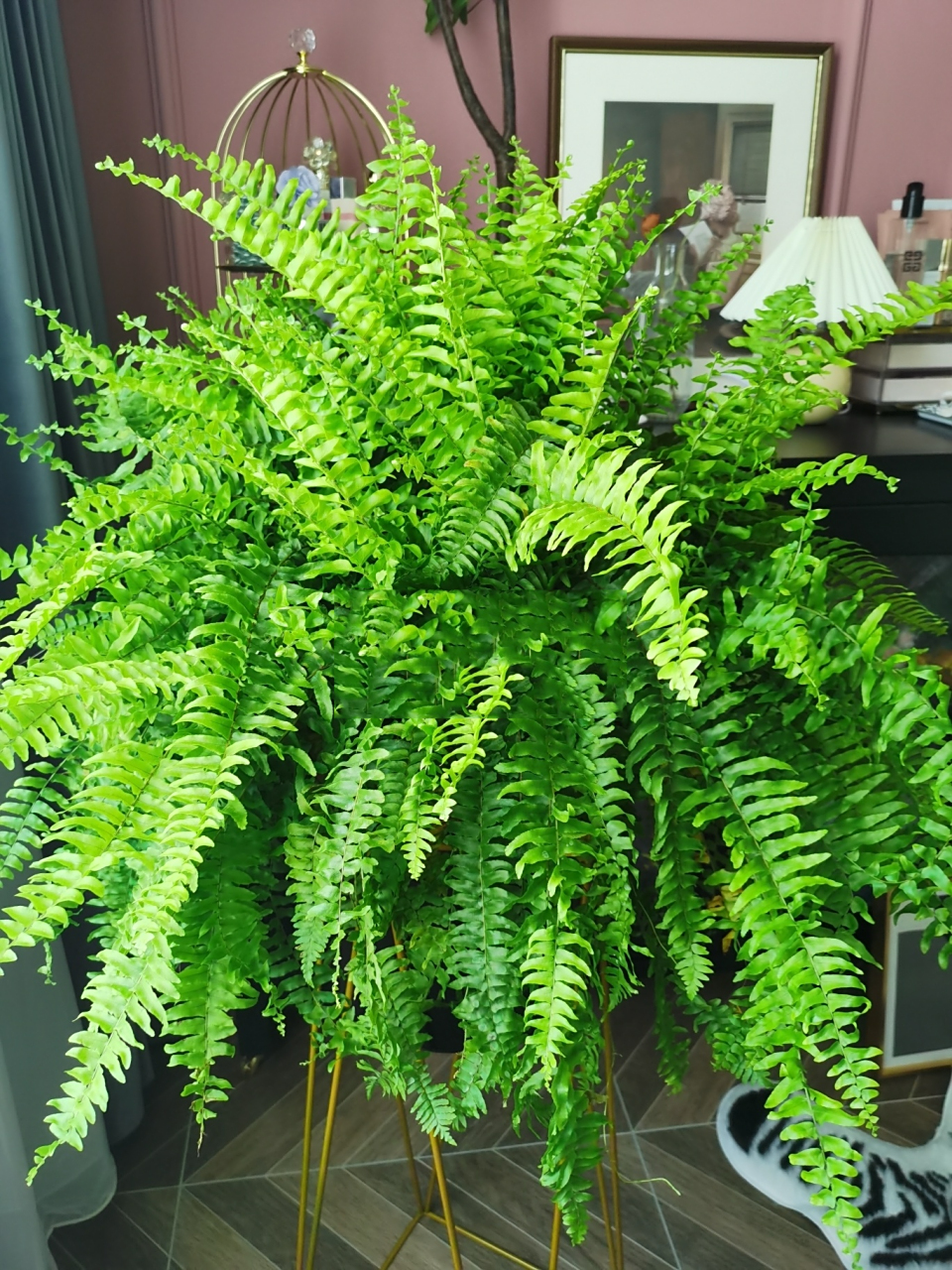 波士顿蕨 霸王蕨 | 阳台平价热带垂吊植物 它可能不是你阳台的c位 但