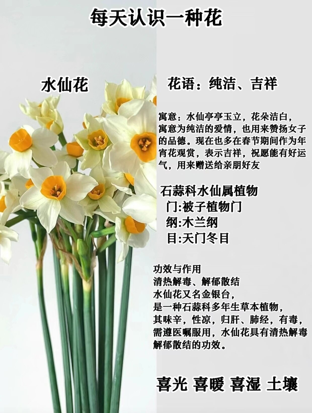 每日一花      每天认识一种花-水仙花94 花语:纯洁,吉祥 寓意:水仙