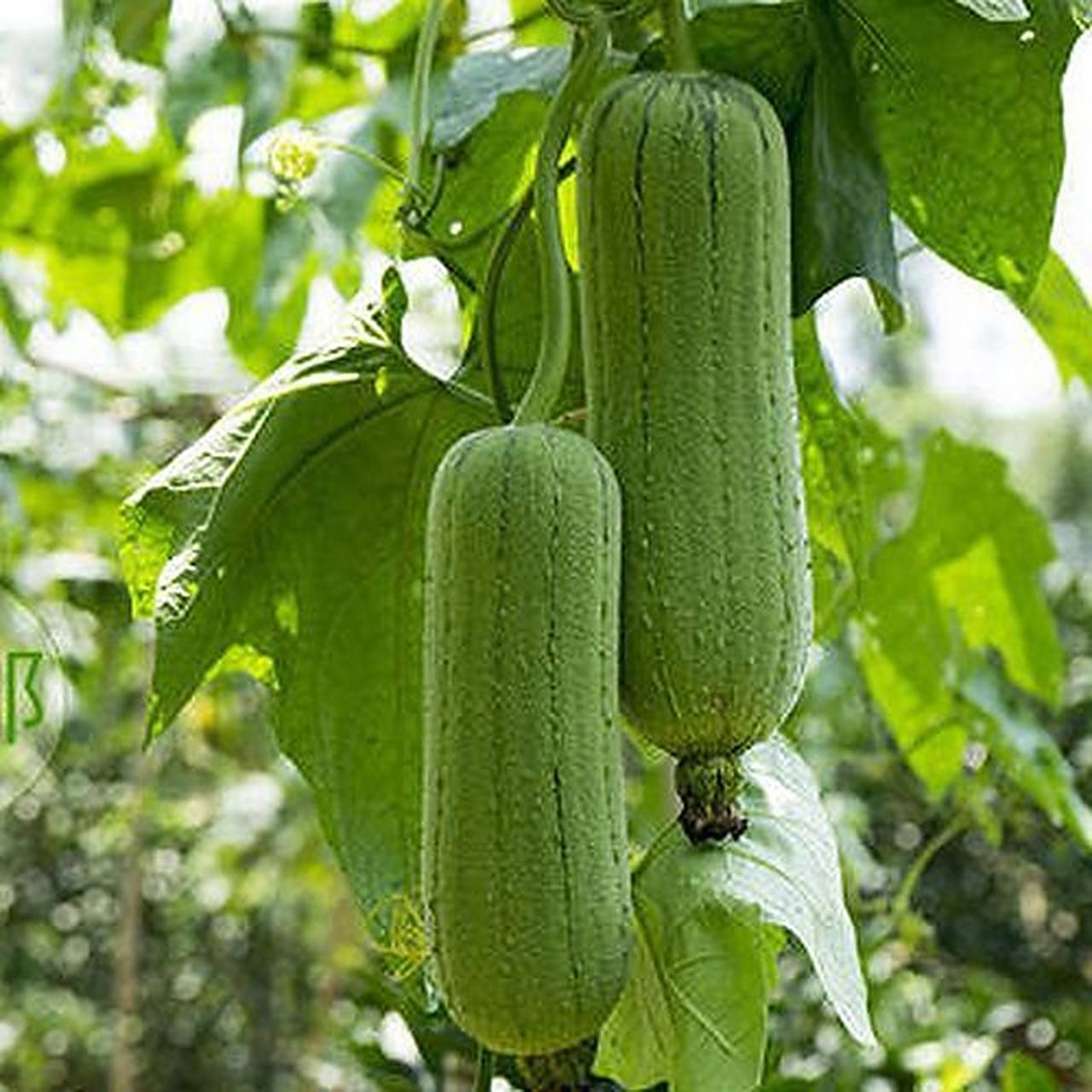 水瓜? 图一,广东人叫"丝瓜"; 图二,广东人叫"水瓜".