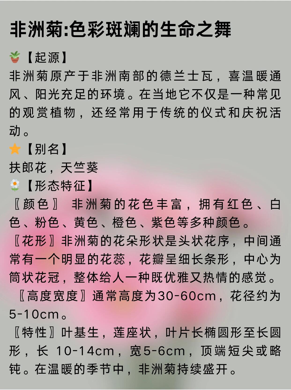 每日一花|非洲菊【附养护攻略】