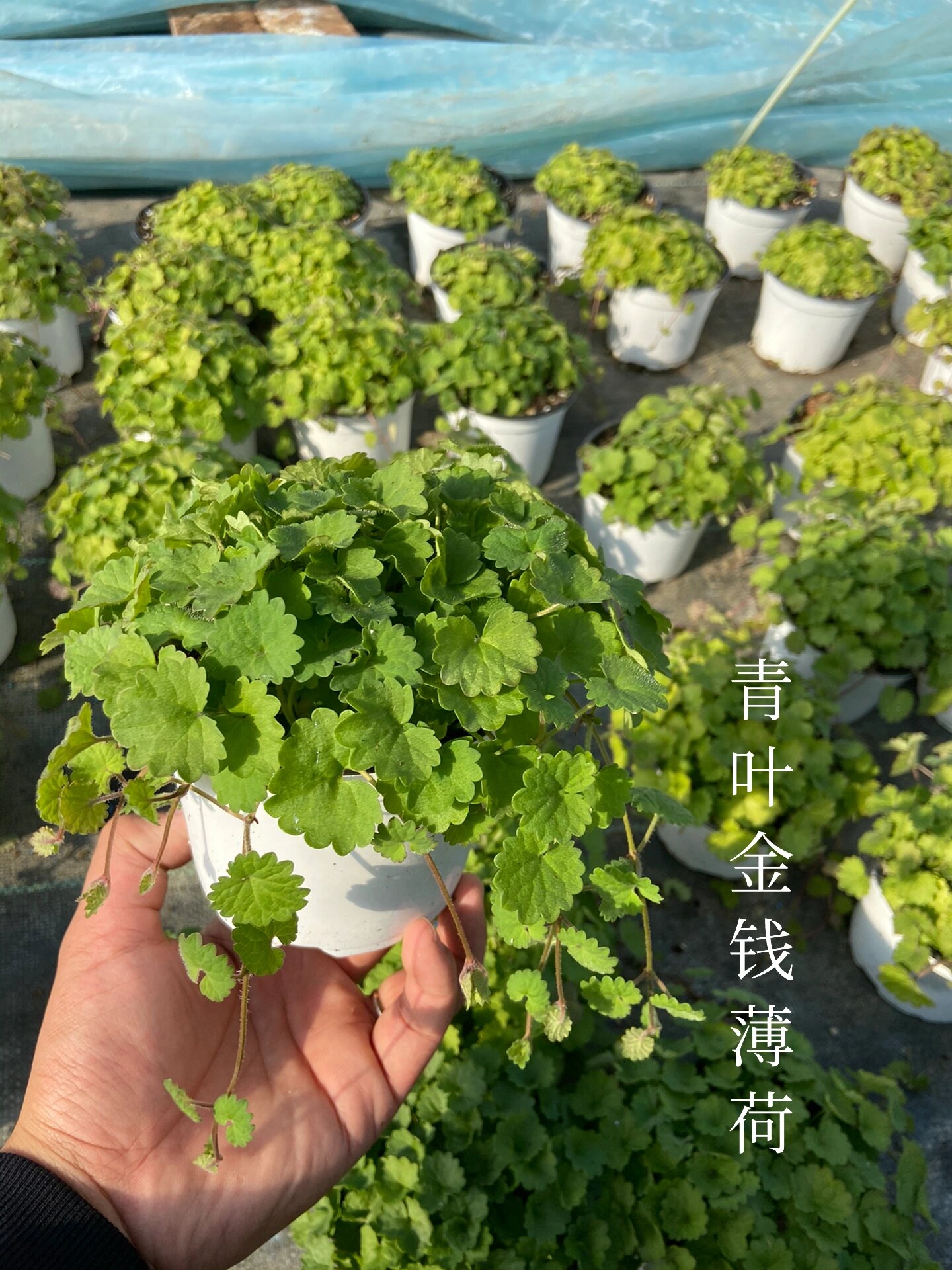 斑叶金钱薄荷