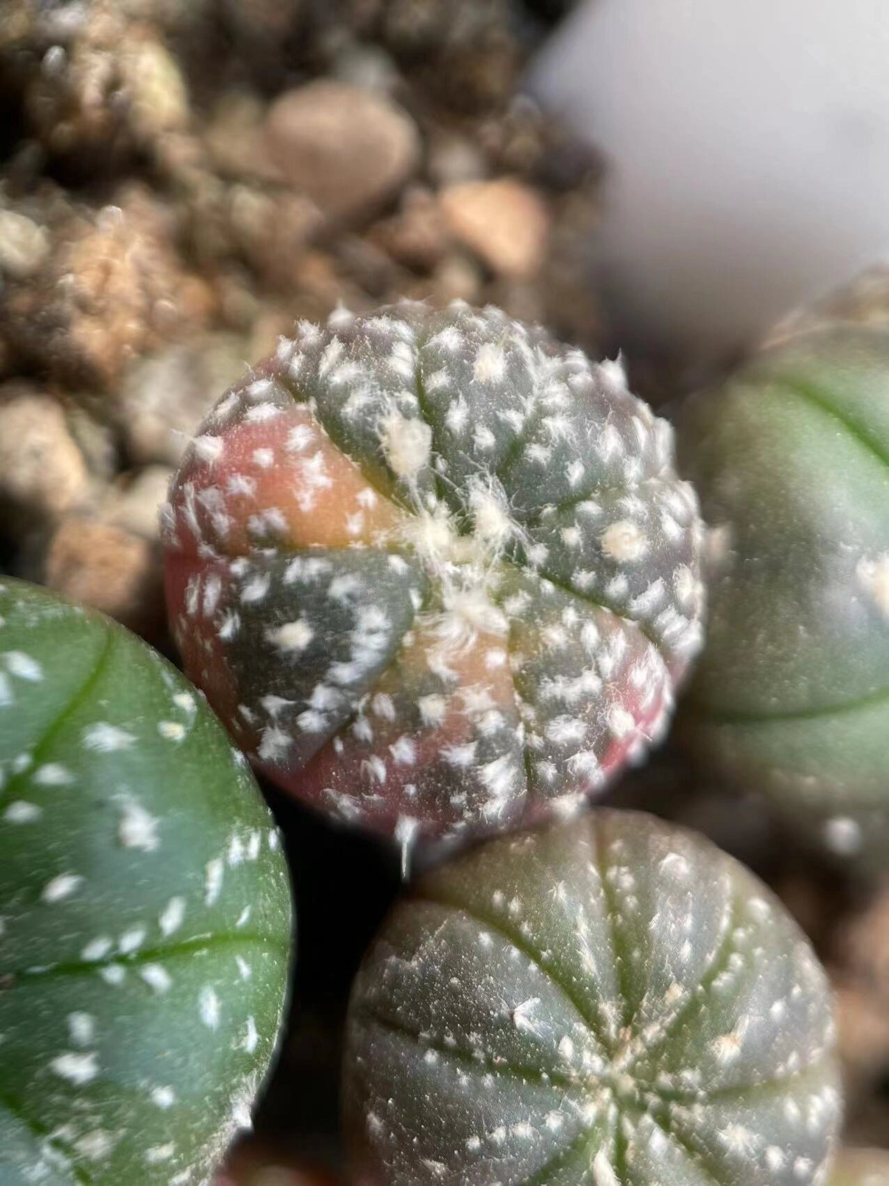 星兜多肉仙人球介绍 星兜属于星球属astrophytum,属名由两个希腊字母