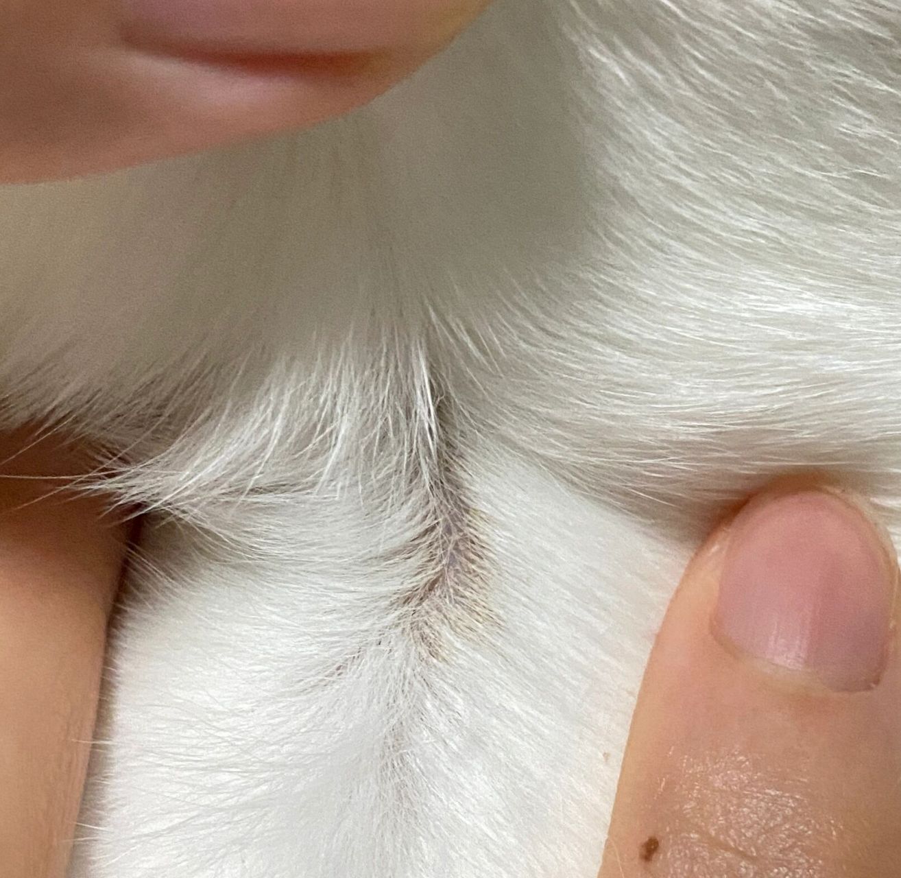 猫皮肤上有黑点不知道是什么 已经去过医院了,医生说是跳蚤也给内外