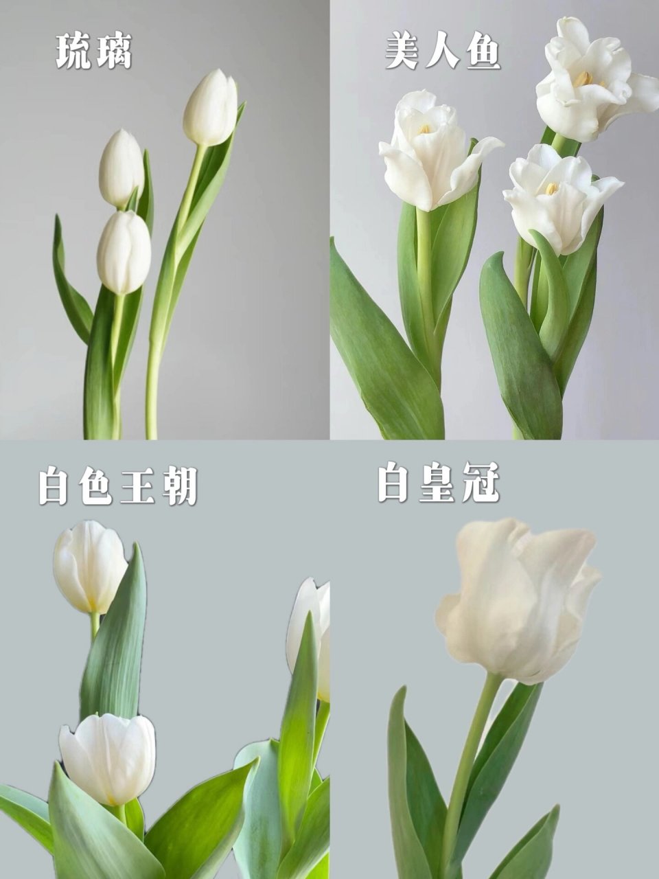 白色郁金香花语:纯情,初恋 1.琉璃郁金香 2.美人鱼郁金香 3.