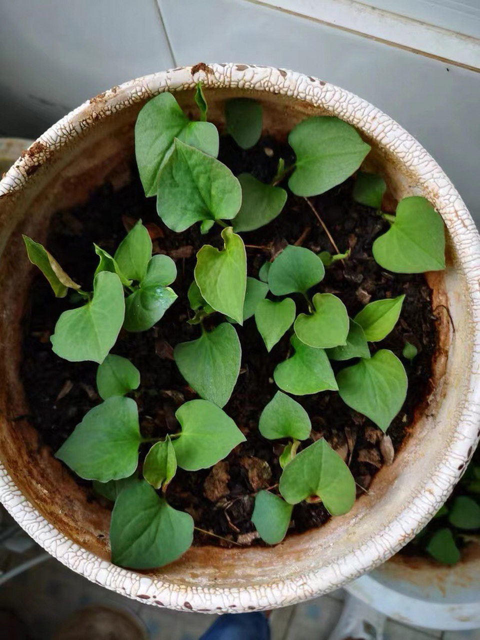 鱼腥草水培种植方法图片