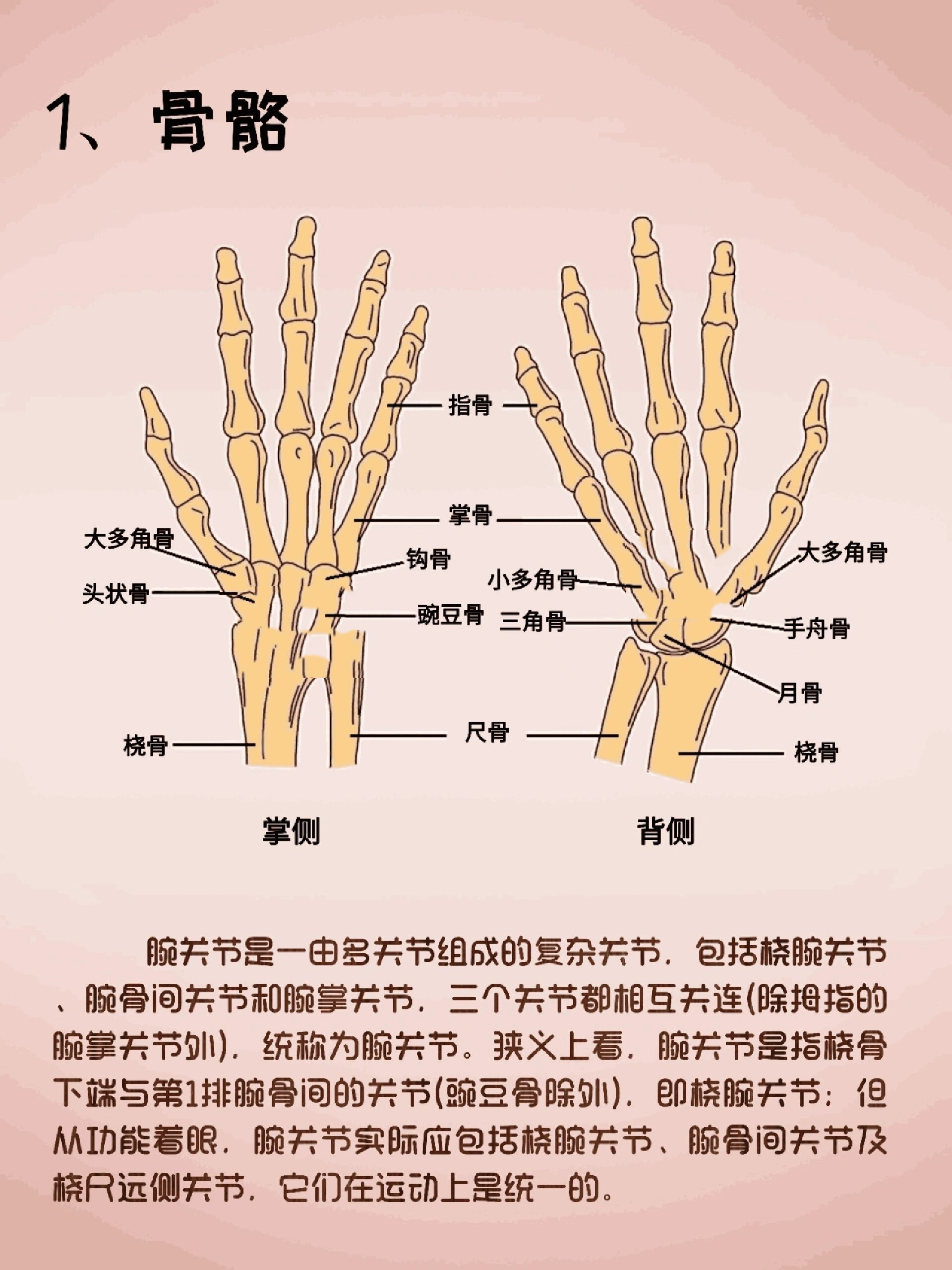 手腕图解大全图片大全图片