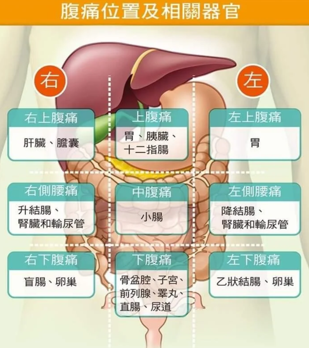 我们可以用简单的方法把肚子分成四部分:先画一条横线穿过肚脐,再画
