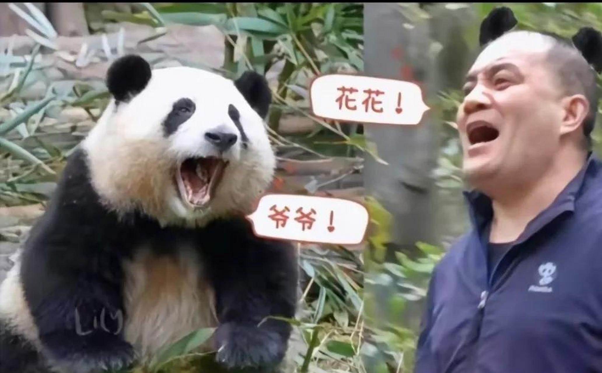 霸王花上线 网友一致认为把花花的名字改成:谭棉花,跟着谭爷爷姓.