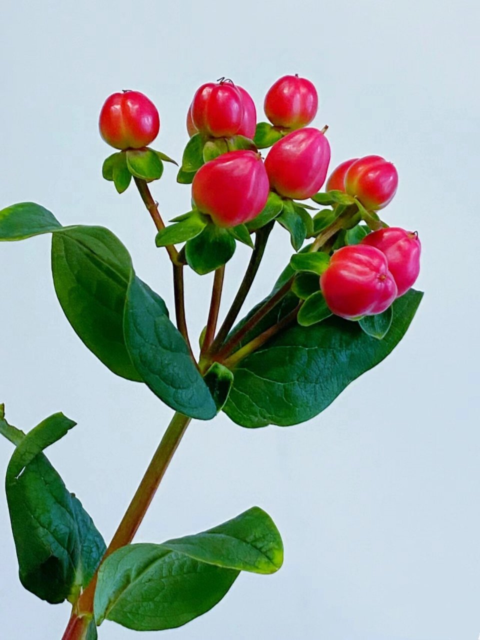 【简介】火龙珠又称红豆 (相思豆).