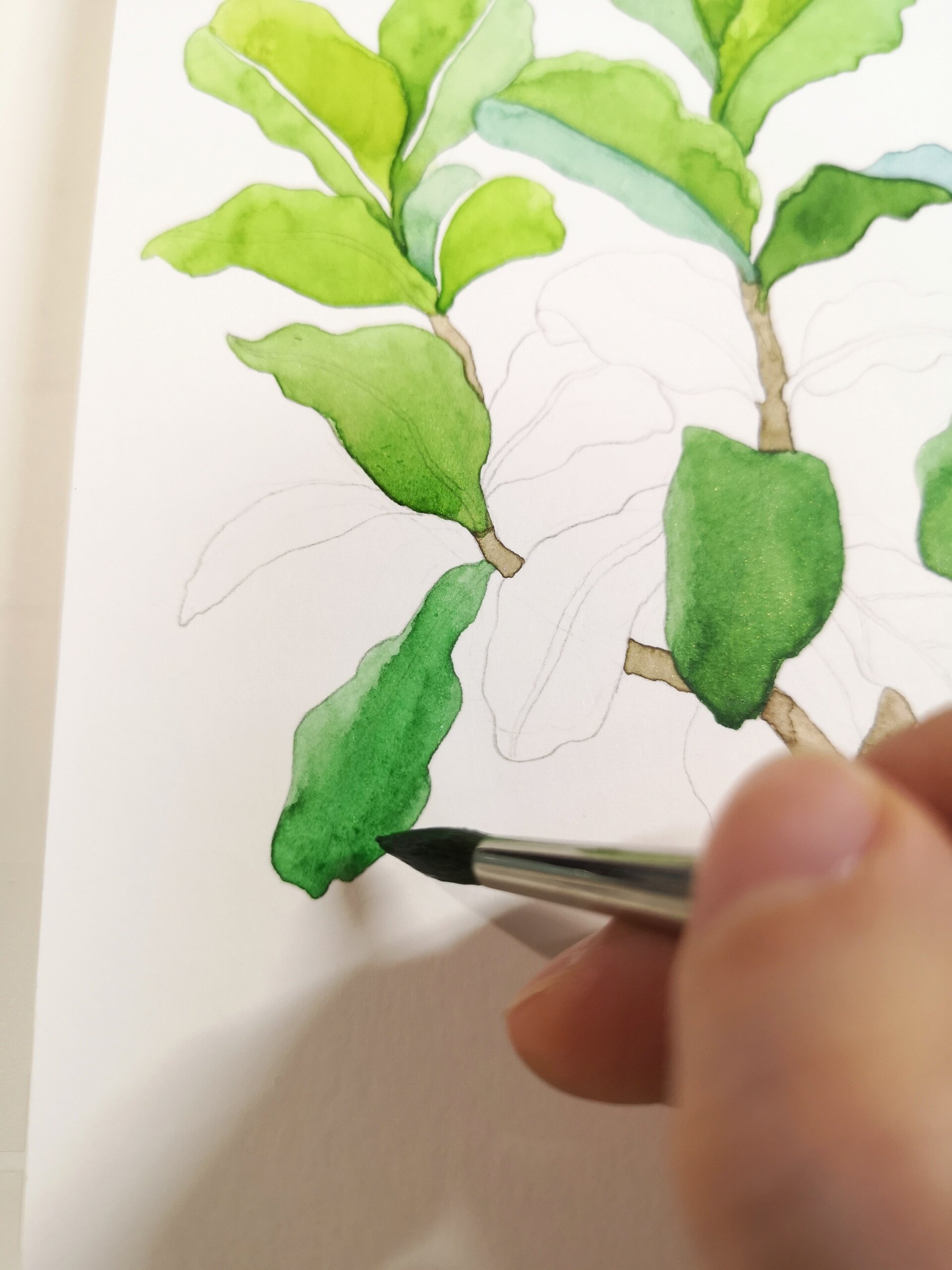 绿植琴叶榕 手绘水彩 过程 线稿 不定期更新水彩手绘,带线稿和过程