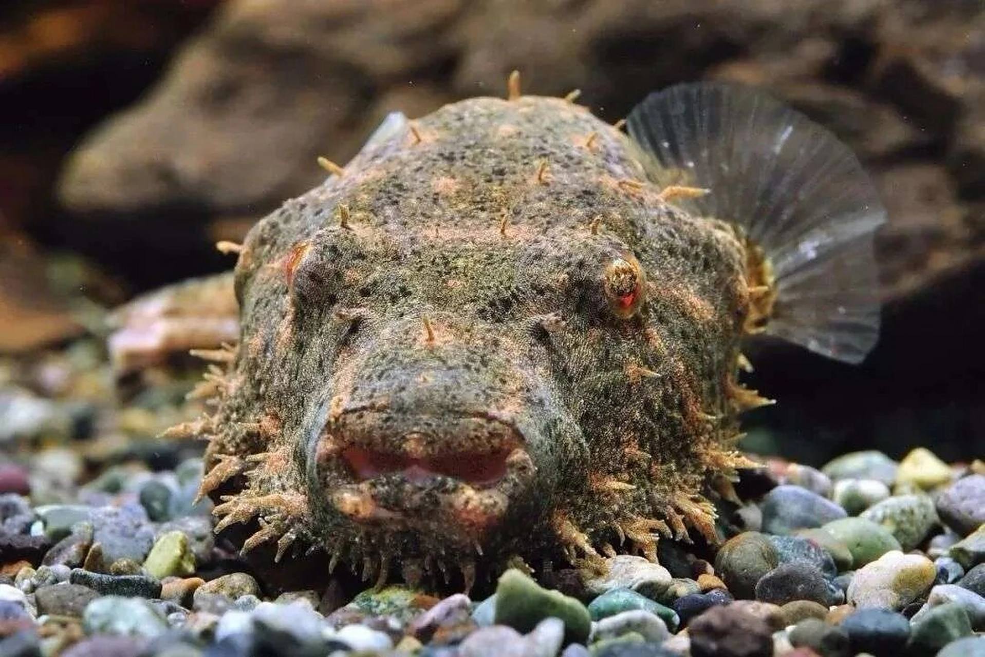 每日一更,毛毛狗头(有点丑) 湄公河鲀,又称毛毛