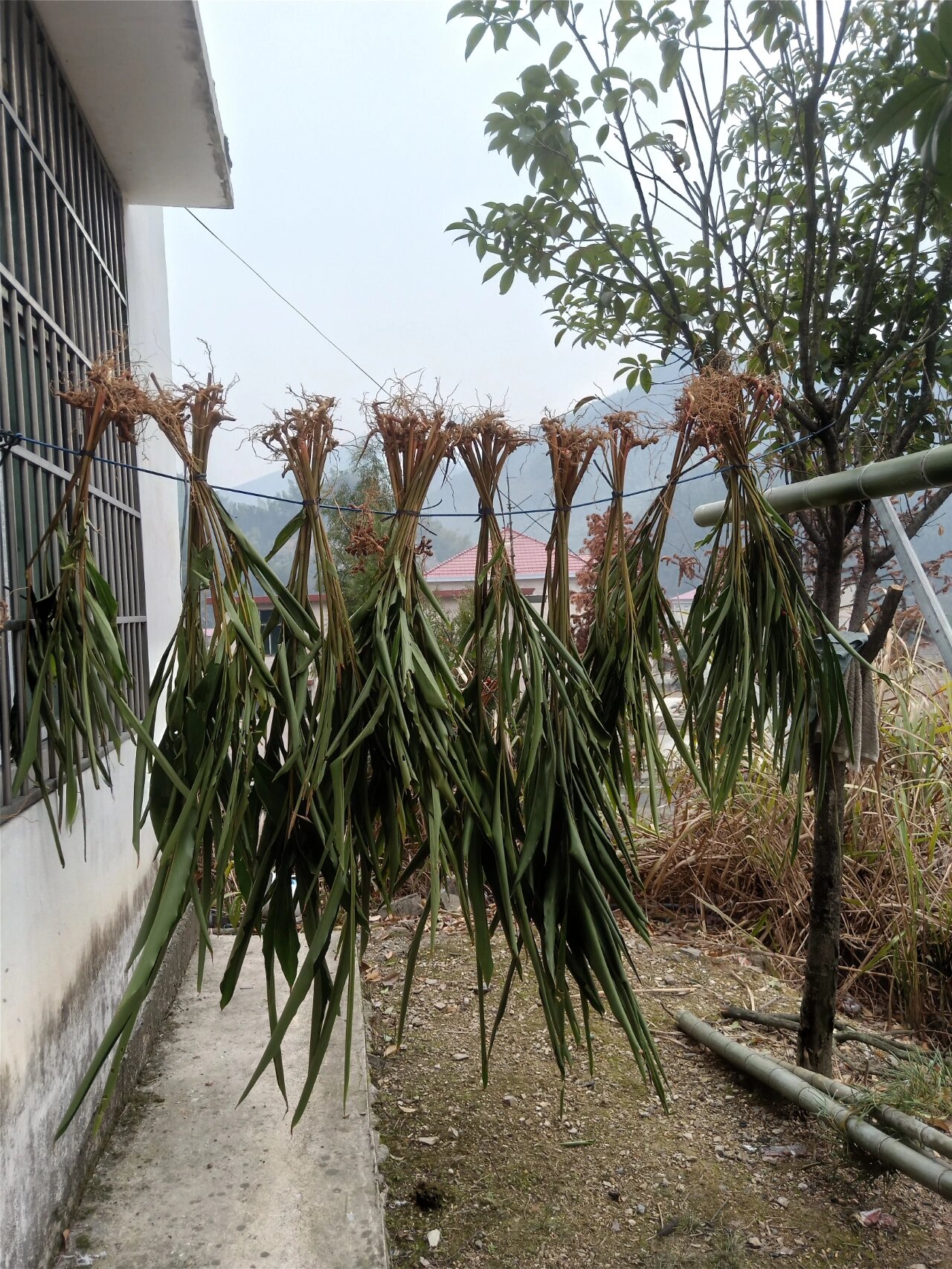 追风箭植物图片图片