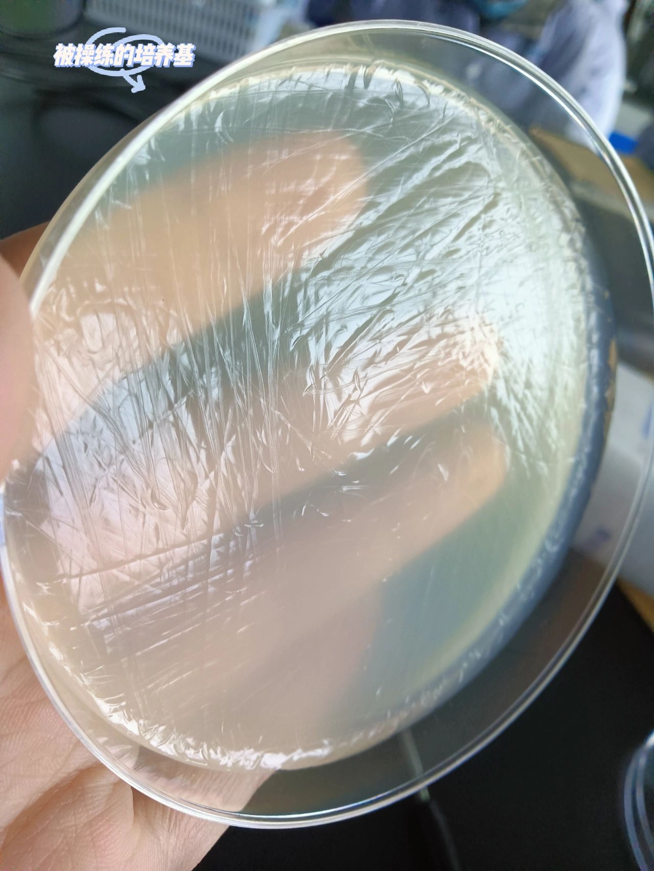 实验四:细菌的划线分离与培养