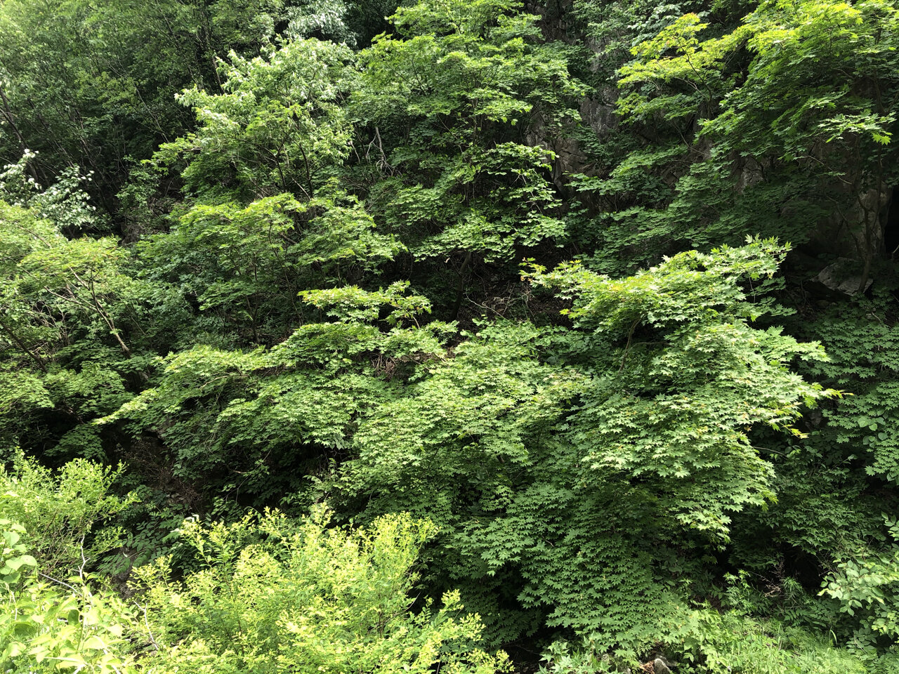 辽阳暴马川风景区门票图片