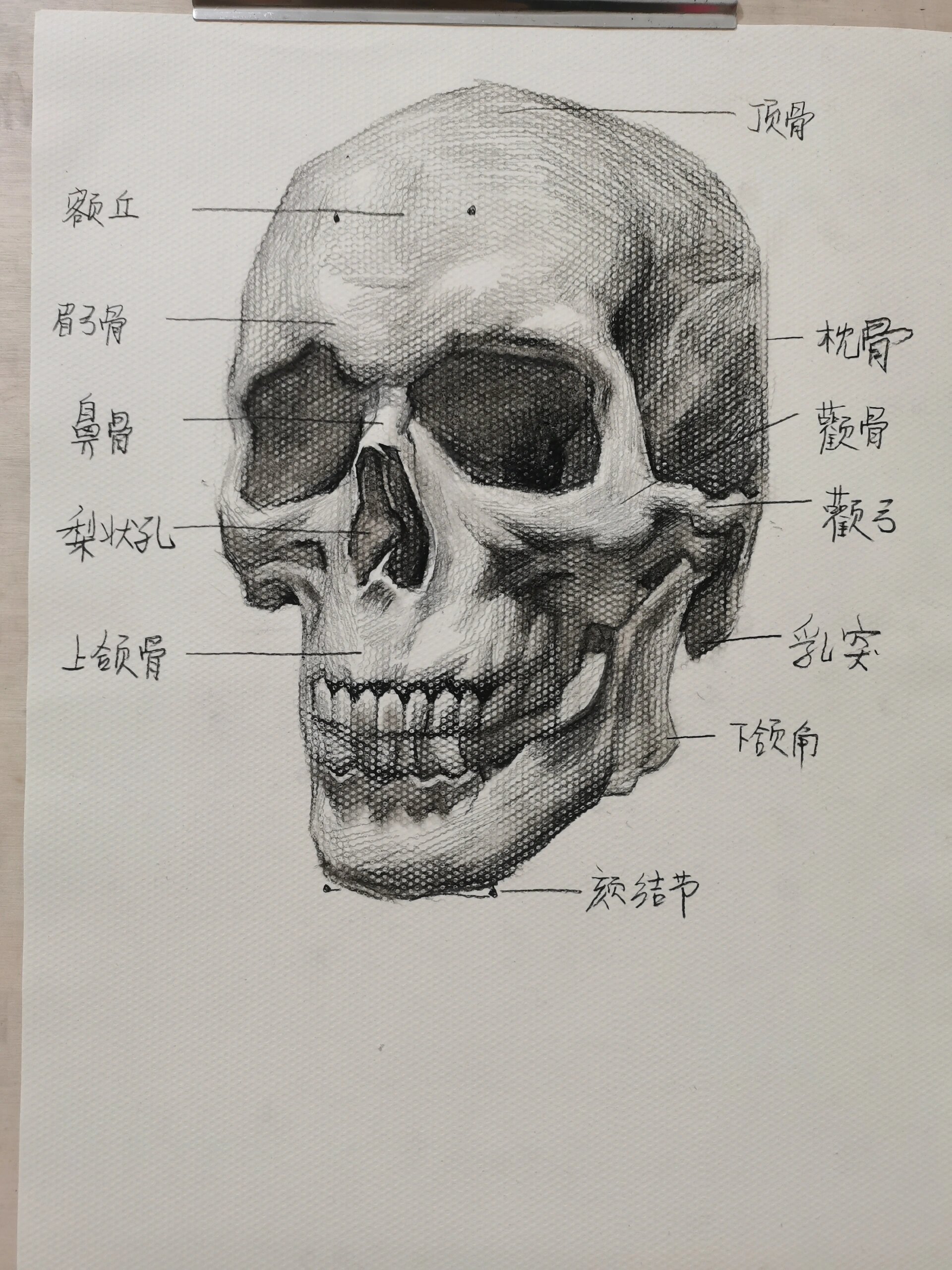 认识头骨