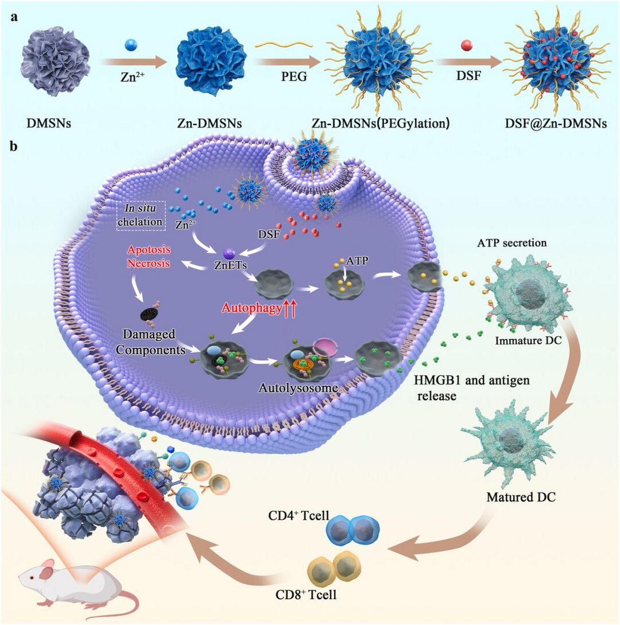 激活自噬增强肿瘤化学免疫治疗 化疗可以通过触发免疫原性细胞死亡